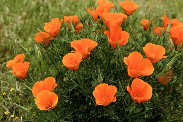 Pequeñas flores silvestres de color naranja