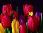 Tulipanes de colores