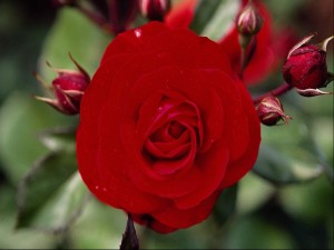 Flor abierta de color rojo