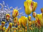Campo de tulipanes amarillos con manchas rojas