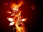 Rosa de fuego