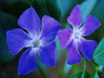 Dos flores azules