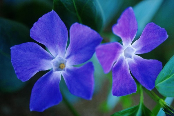 Dos flores azules