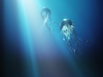 Grandes medusas nadando hacia la superficie