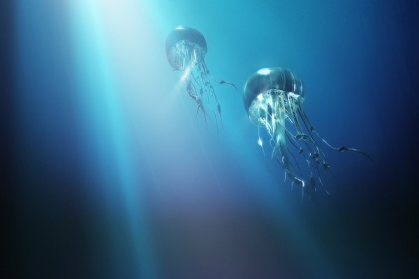Grandes medusas nadando hacia la superficie