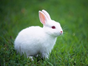 Postal: Conejo blanco