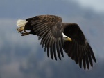 Águila en vuelo