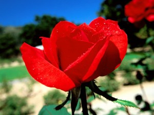 Postal: Rosa en un jardín