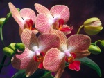 Orquídea de tonos rojizos