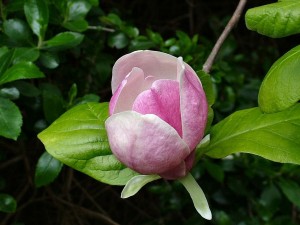 Postal: Magnolia rosa