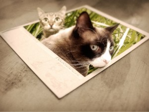 Postal: Dos gatos saliendo de una foto