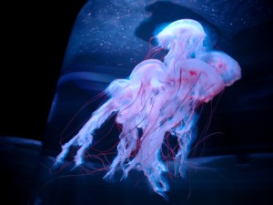 Un grupo de medusas alargadas