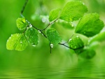 Rama con hojas verdes en la superficie del agua