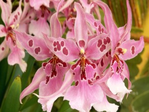 Orquídea de bonitos pétalos