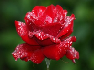 Gotas de agua sobre una rosa