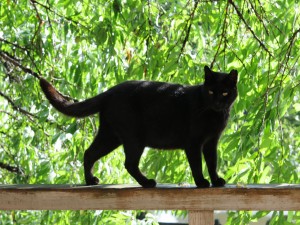 Un gato negro sobre la barandilla