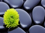 Flor verde sobre piedras negras