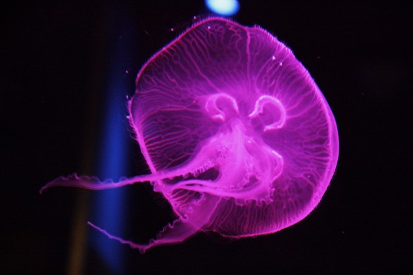 Medusa rosa fluorescente