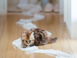 Gatito con papel higiénico