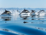 Delfines en grupo
