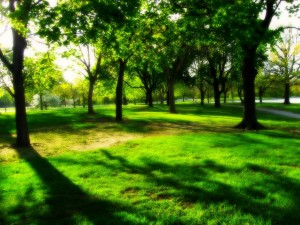 Sombras entre árboles