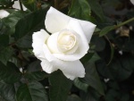 Rosa blanco puro