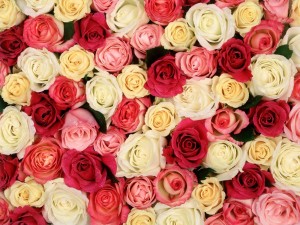 Rosas de varios colores