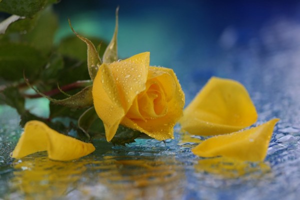 Rosa amarilla en el agua