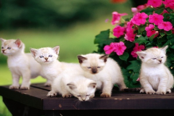 Cinco pequeños gatitos