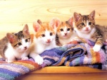 Cuatro gatitos sobre una toalla