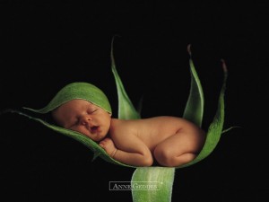 Colección Anne Geddes: Flor de bebé
