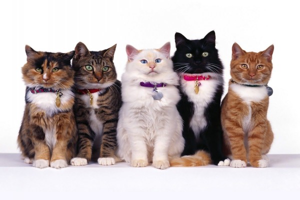 Cinco gatos muy elegantes