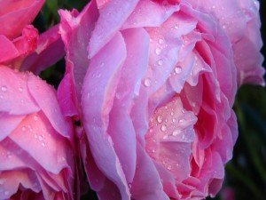 Postal: Flores rosas con gotas de agua