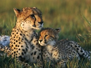 Postal: Amor maternal entre guepardos