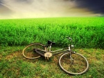 Bicicleta en la hierba