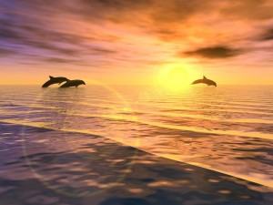 Tres delfines saltando al atardecer