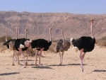 Una bandada de avestruces