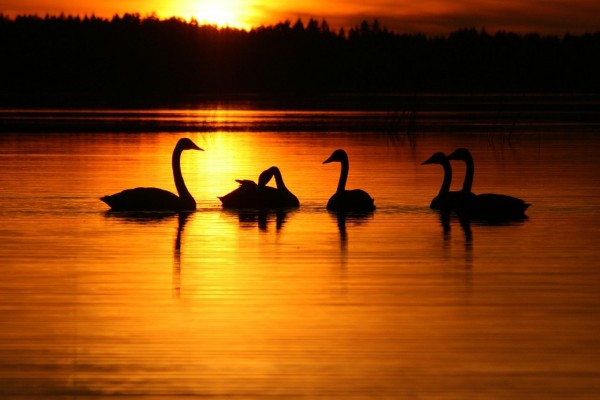 Cisnes en el agua al amanecer