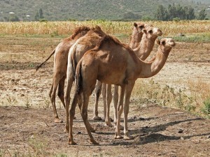 Postal: Camellos en Etiopía