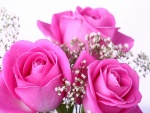 Rosas color rosa