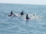 Delfines en el océano