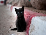 Gatito negro solitario