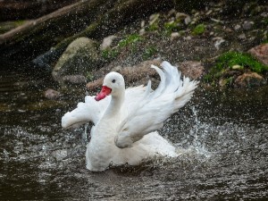 Postal: Cisne aleteando sus alas en el agua