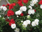 Rosas blancas y rojas