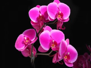 Orquídea color rosa