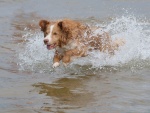 Perrito corriendo en el agua