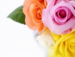 Cuatro colores de rosas