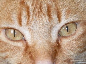Postal: Ojos de gato