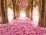 Parque con cerezos en flor