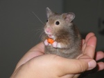 Un hámster comiendo un pedazo de zanahoria